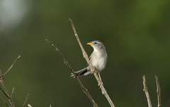 Emberizoides herbicola