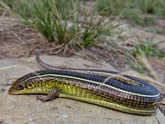 Gerrhosaurus flavigularis