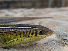 Gerrhosaurus flavigularis