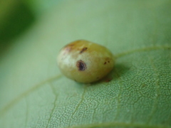 Caryomyia deflexipili