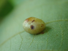 Caryomyia deflexipili