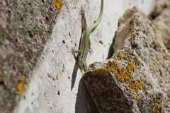 Podarcis virescens