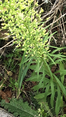 Erigeron canadensis