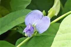 Psophocarpus tetragonolobus