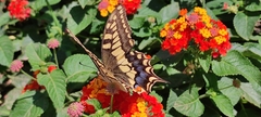 Papilio machaon