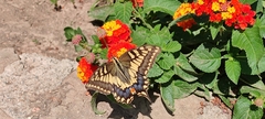 Papilio machaon
