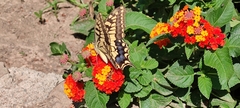 Papilio machaon