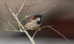 Passer domesticus