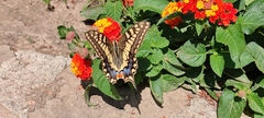 Papilio machaon