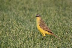 Machetornis rixosa