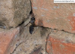 Megachile dinura