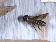 Megachile dinura