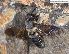 Megachile dinura