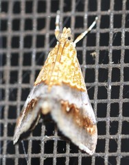 Tetracona amathealis