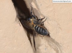 Megachile dinura