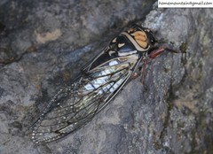 Auritibicen curvatus