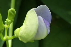 Psophocarpus tetragonolobus