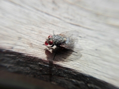 Brachycera