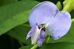 Psophocarpus tetragonolobus