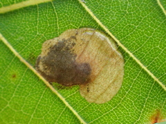 Ectoedemia trinotata