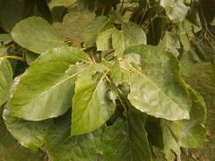 Alchornea