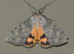 Catocala frederici