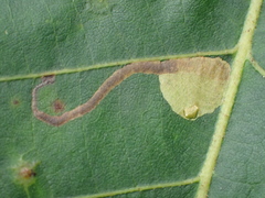 Ectoedemia virgulae