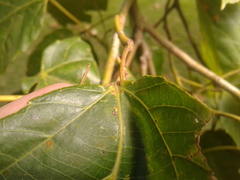 Alchornea