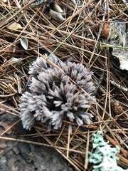 Thelephora anthocephala