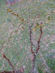 Albizia adianthifolia adianthifolia