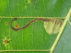 Ectoedemia virgulae