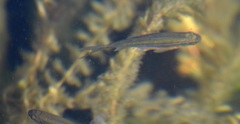 Richardsonius balteatus
