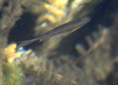 Richardsonius balteatus