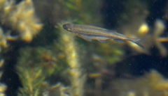 Richardsonius balteatus