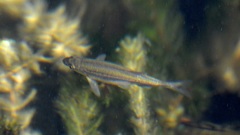 Richardsonius balteatus