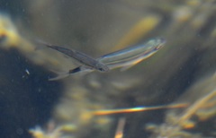 Richardsonius balteatus