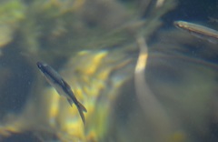 Richardsonius balteatus