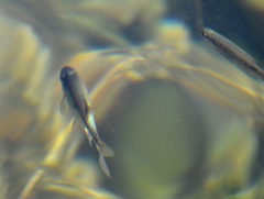 Richardsonius balteatus