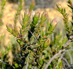Lobostemon decorus