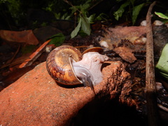 Cyclophorus indicus