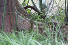 Malaconotus blanchoti hypopyrrhus