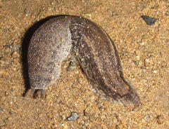 Urocyclus kirkii