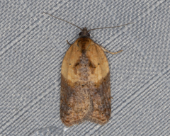 Acleris fragariana