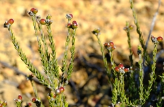 Phylica rogersii