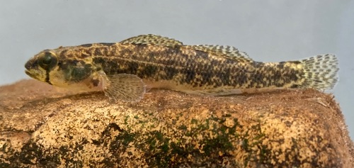 Carolina darter (Etheostoma collis) — Percidae