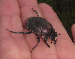 Chalconotus convexus