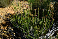 Phylica rogersii