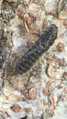 Cerogria janthinipennis