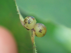 Caryomyia deflexipili