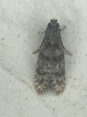 Stenoptinea auriferella